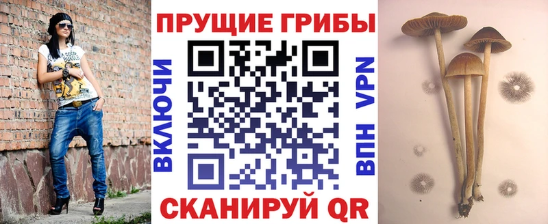 Галлюциногенные грибы Cubensis  Новомичуринск 